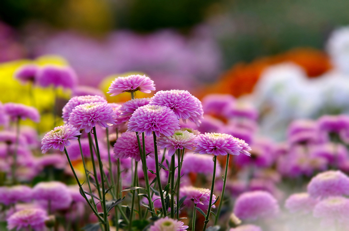 西双版纳破获特大贩卖毒品案 缴毒176.6公斤:bsports必一体育(图1) 必一运动