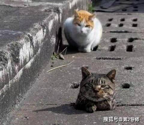 网络热词年年有,今天特别多,社会性死亡我裂开了_bsports必一体育(图7)
网络热词年年有,今天特别多,社会性死亡我裂开了_bsports必一体育(图7)