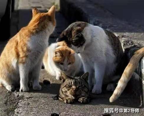 网络热词年年有,今天特别多,社会性死亡我裂开了_bsports必一体育(图8)
网络热词年年有,今天特别多,社会性死亡我裂开了_bsports必一体育(图8)