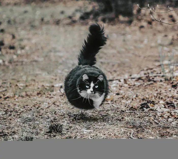 
如果这个星球上的所有动物都是胖胖的 他们会是什么样子？“bsports必一体育”(图11)