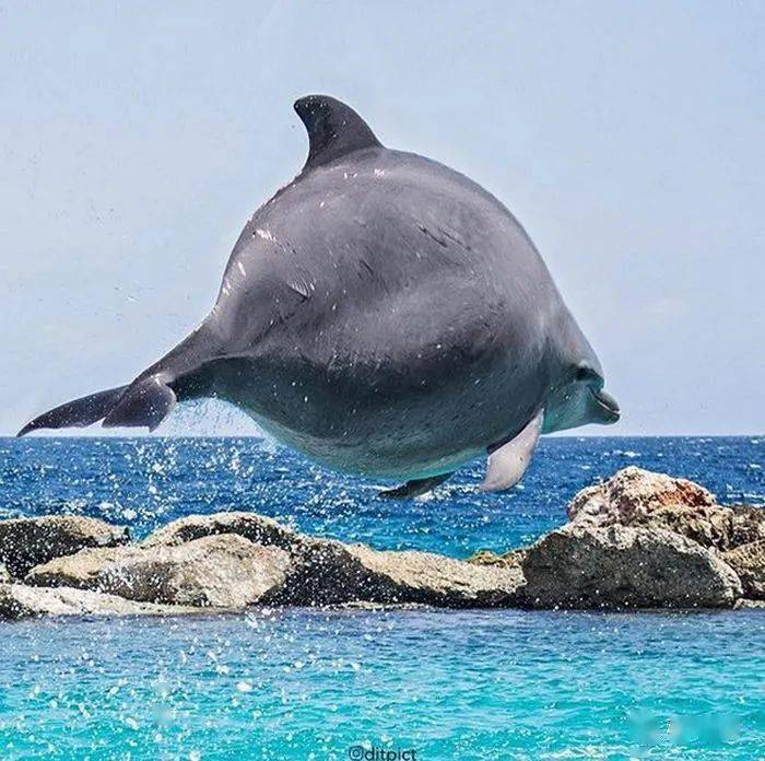 
如果这个星球上的所有动物都是胖胖的 他们会是什么样子？“bsports必一体育”(图24)