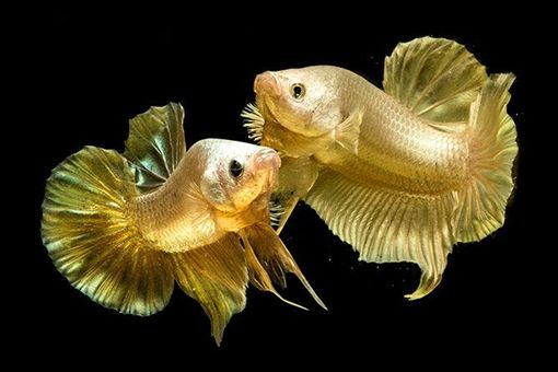 必一运动bsport体育